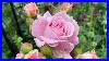 11_Roses_Kordes_Parfuma_Collection_Summer_2025_Update_Very_Fragrant_Roses_01_vep