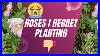 5_Roses_I_Regret_Planting_U0026_Why_I_Got_Rid_Of_Them_Including_A_David_Austin_One_The_Rose_Enthusia_01_woc