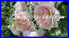 9_Stunning_Rose_Varieties_For_A_Cottage_Garden_David_Austin_Rose_Tour_In_Full_Bloom_01_fp