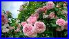 A_Quiet_Walk_Through_My_Friend_S_David_Austin_Rose_Garden_In_Bloom_01_aczf