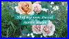 Beyond_David_Austin_More_Beautiful_Roses_From_My_Uk_Garden_What_S_Your_Favorite_Rose_01_kjr