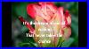 Conway_Twitty_The_Rose_With_Lyrics_01_pjsk