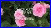 David_Austin_Roses_Flower_Bed_Number_One_Each_Rose_Labelled_English_Roses_01_jgi