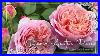 David_Austin_Roses_Unveiling_Our_2025_Top_Bloomers_French_Garden_Roses_01_immz