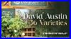David_Austin_Roses_Visit_To_A_Local_Garden_Centre_36_Varieties_The_Rose_Enthusiast_01_lvcq