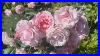Early_July_Garden_Tour_David_Austin_Kordes_Tantau_Harkness_Peter_Beales_Roses_01_ev