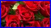 Hd_720p_Jim_Reeves_Sings_Roses_I_Send_You_Roses_01_rhnh