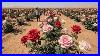 I_Couldn_T_Believe_They_Were_Growing_Roses_In_The_Desert_Until_I_Saw_This_Video_01_nk