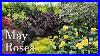 May_2025_Roses_David_Austins_U0026_Heirloom_Varieties_01_kay