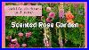 My_Fragrant_Rose_Collection_Garden_Walk_01_fq