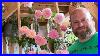 My_Personal_Best_Of_The_Soft_Pink_Roses_From_David_Austin_Roses_Gardenerben_01_ax