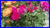 My_Top_10_Best_Performing_David_Austin_Rose_2025_01_pc