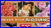 My_Top_10_Best_Performing_Roses_For_2025_Non_Stop_Blooms_U0026_Garden_Favorites_01_ixmf