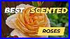 My_Top_10_Most_Fragrant_Roses_You_Need_These_Scents_The_Rose_Enthusiast_01_yl
