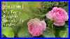 My_Top_5_Rambler_Roses_In_The_Garden_01_px