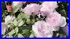 So_Many_Dreamy_Roses_Portland_International_Rose_Test_Garden_David_Austin_Kordes_Meilland_01_euly