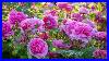 Top_10_David_Austin_Roses_Of_2025_01_qi