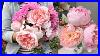 Top_10_Most_Beautiful_David_Austin_Roses_In_My_Garden_01_poc