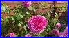 Top_5_Performing_David_Austin_Rose_In_My_Garden_2023_01_bur