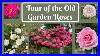 Tour_Of_The_Old_Garden_Roses_01_kld