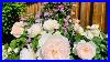 Tracy_S_Relaxing_Garden_Tour_David_Austin_Roses_Clematis_More_With_Plant_Names_MID_June_2021_01_xmb