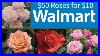 Walmart_Spring_2024_50_Roses_And_Climbing_Roses_Under_10_Plant_Shopping_Haul_01_brda