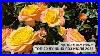 Why_Do_You_Grow_Roses_Top_20_Best_Roses_Of_July_Season_2025_01_ox